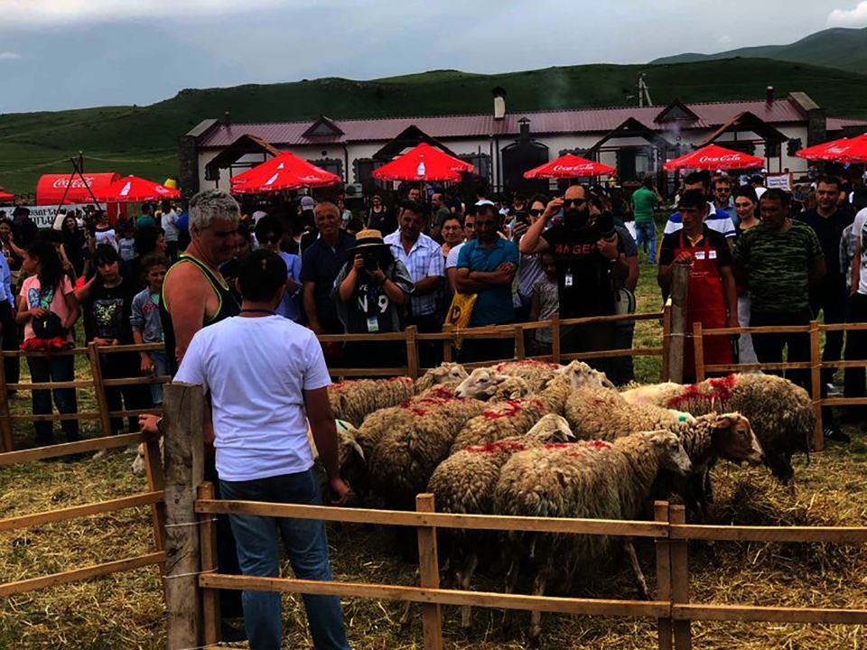 Ոչխարի Խուզման Փառատոն 2019